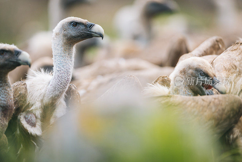 Griffon Vulture (Gyps fulvus)鹰群